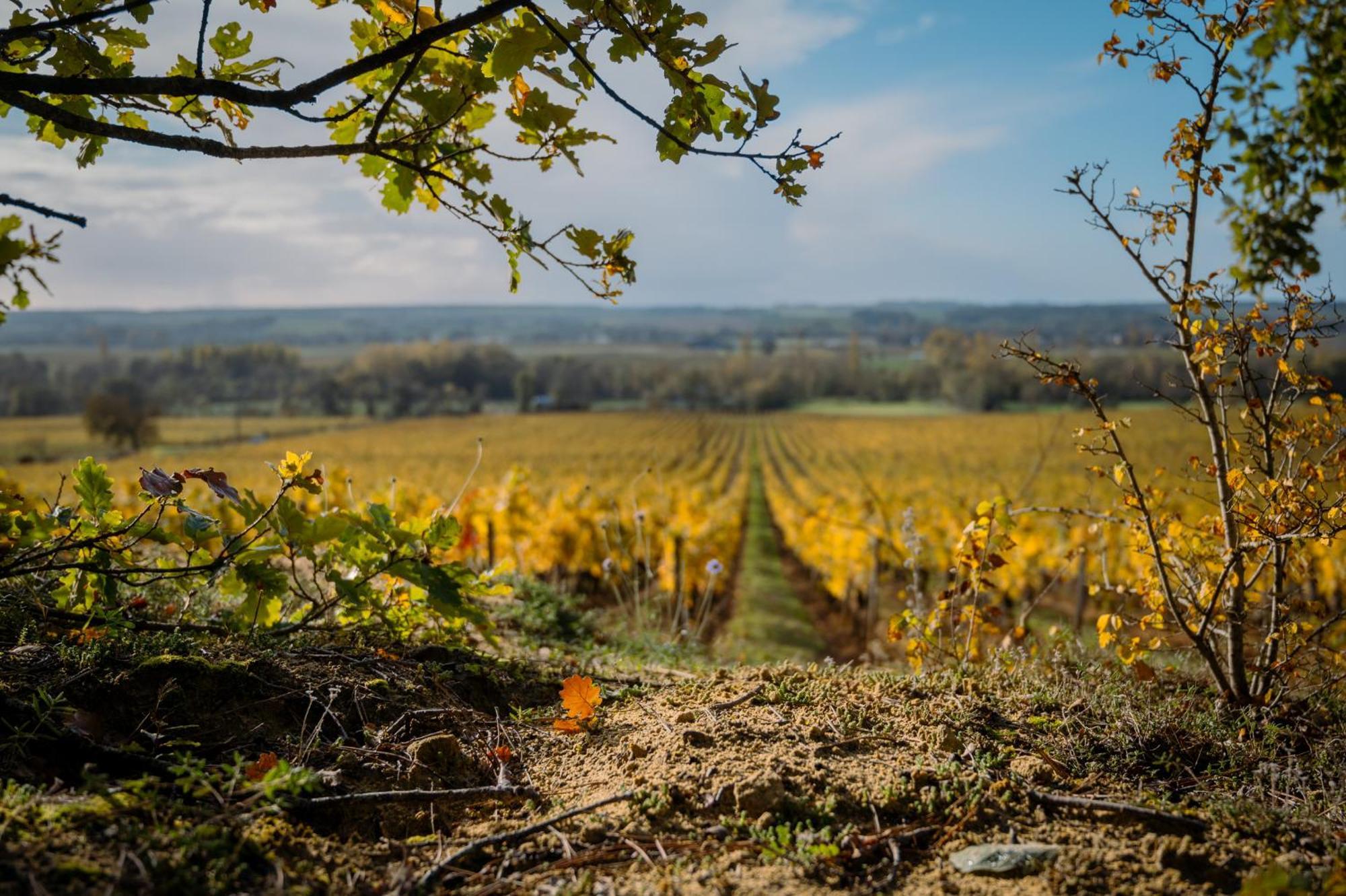 Domaine Beausejour Panzoult Exterior foto